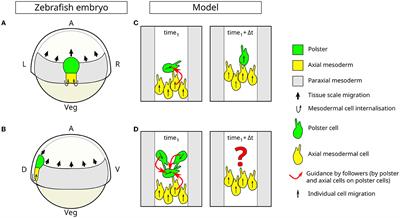 Collective cell migration due to guidance-by-followers is robust to multiple stimuli